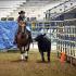 MTSU Stock Horse Show